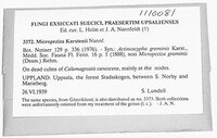 Micropeziza cornea image